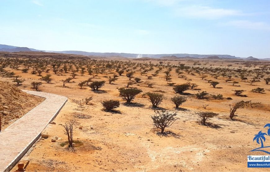 Sunset Desert Safari at Empty Quarter Near Salalah with The Lost City of Ubar